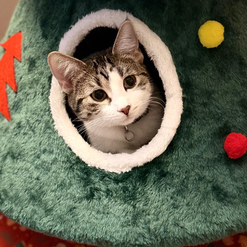 Mia, Adoptable, Young Female Domestic Short Hair.