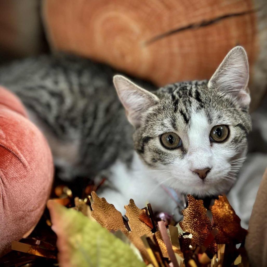 Enlarge Mia, a Adoptable Domestic Short Hair in Sioux Falls, SD image 2/5