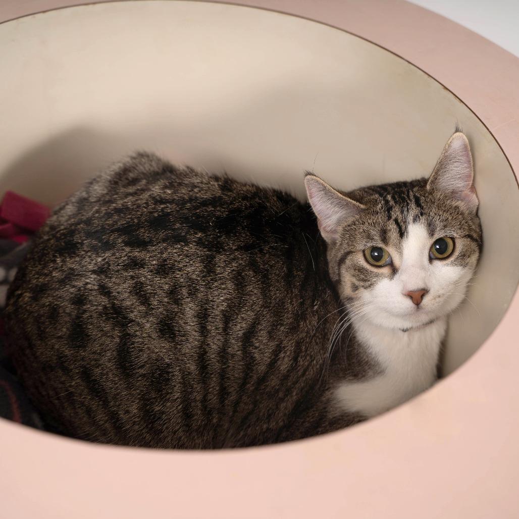 Enlarge Mia, a Adoptable Domestic Short Hair in Sioux Falls, SD image 2/6