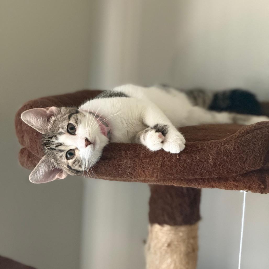 Enlarge Mia, a Adoptable Domestic Short Hair in Sioux Falls, SD image 3/5