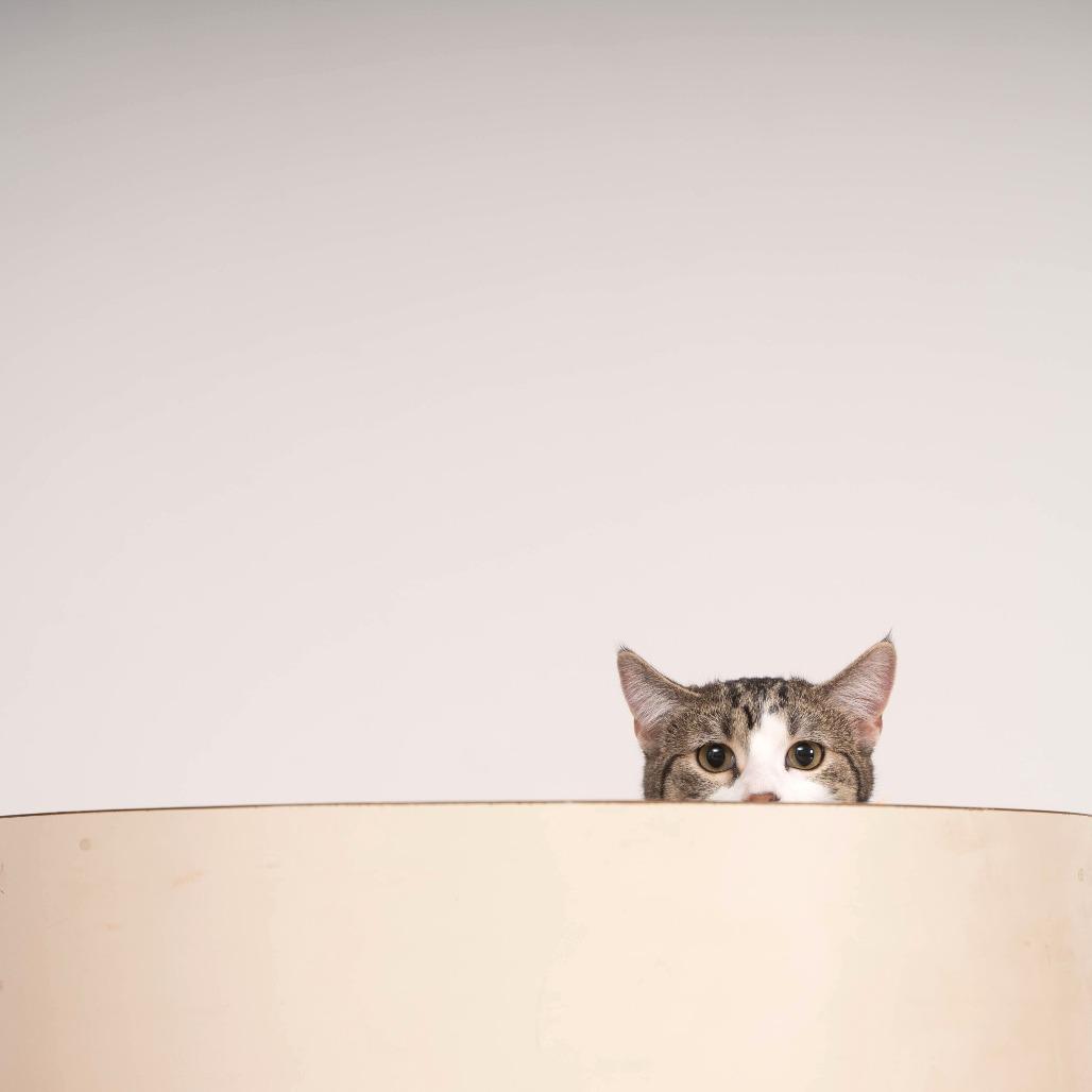 Enlarge Mia, a Adoptable Domestic Short Hair in Sioux Falls, SD image 4/6