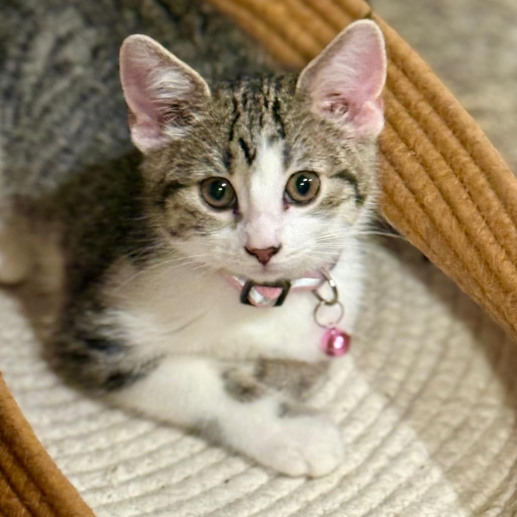 Enlarge Mia, a Adoptable Domestic Short Hair in Sioux Falls, SD image 4/5