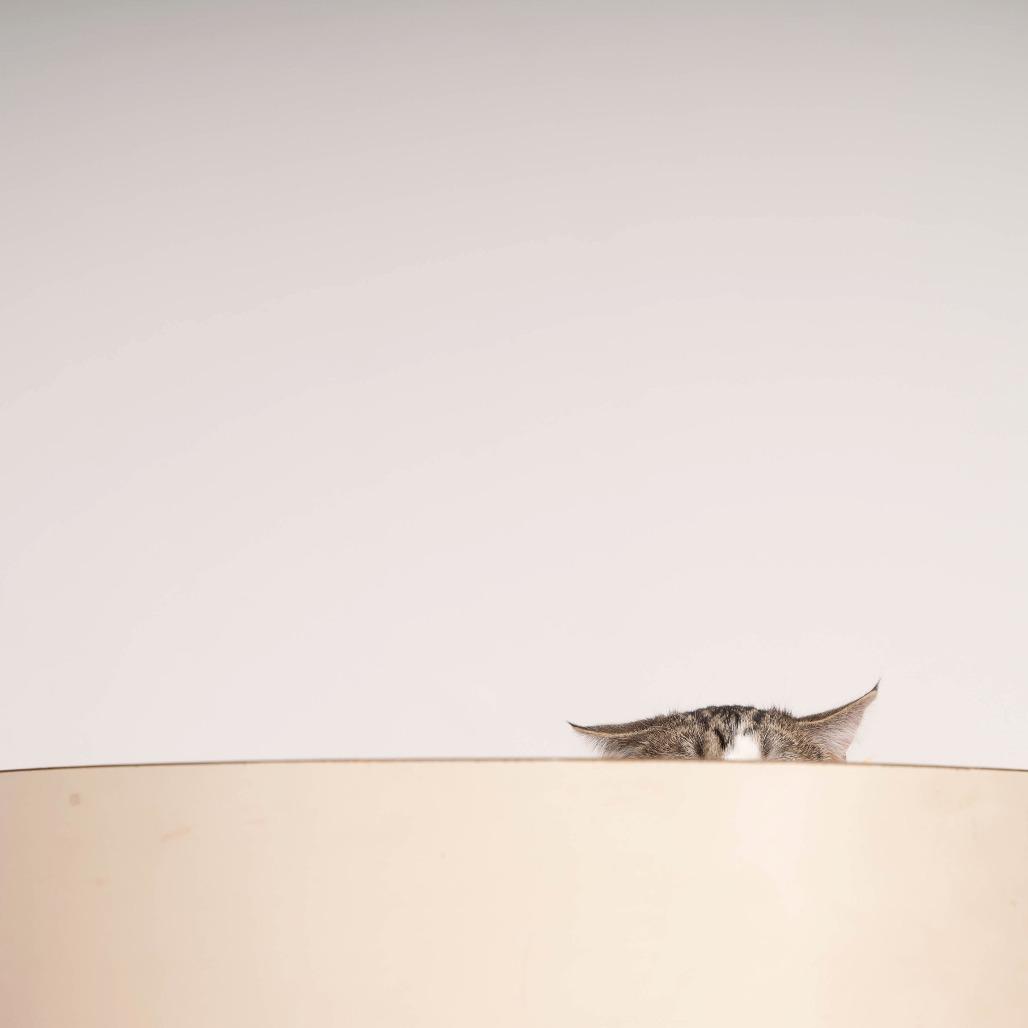 Enlarge Mia, a Adoptable Domestic Short Hair in Sioux Falls, SD image 5/6