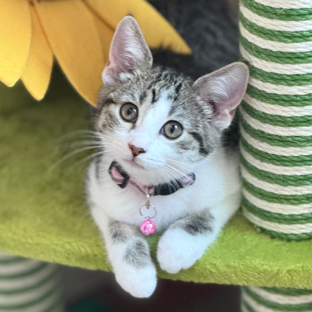 Enlarge Mia, a Adoptable Domestic Short Hair in Sioux Falls, SD image 5/5