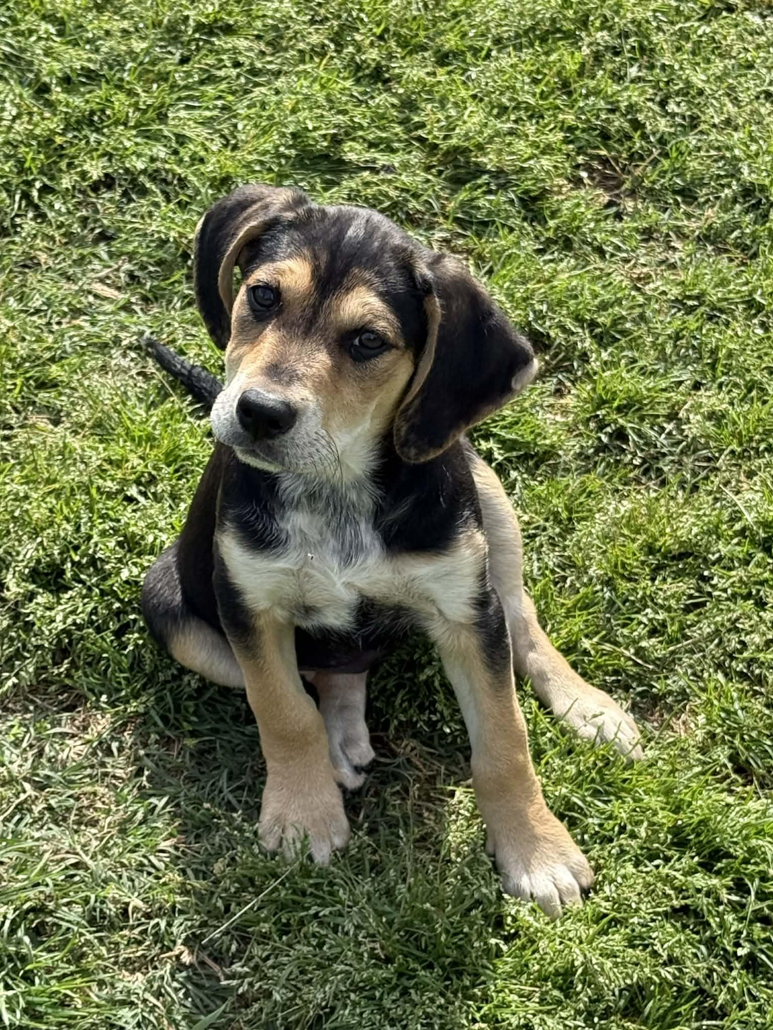 NALA, ADOPTABLE, Puppy Female Labrador Retriever & Beagle.