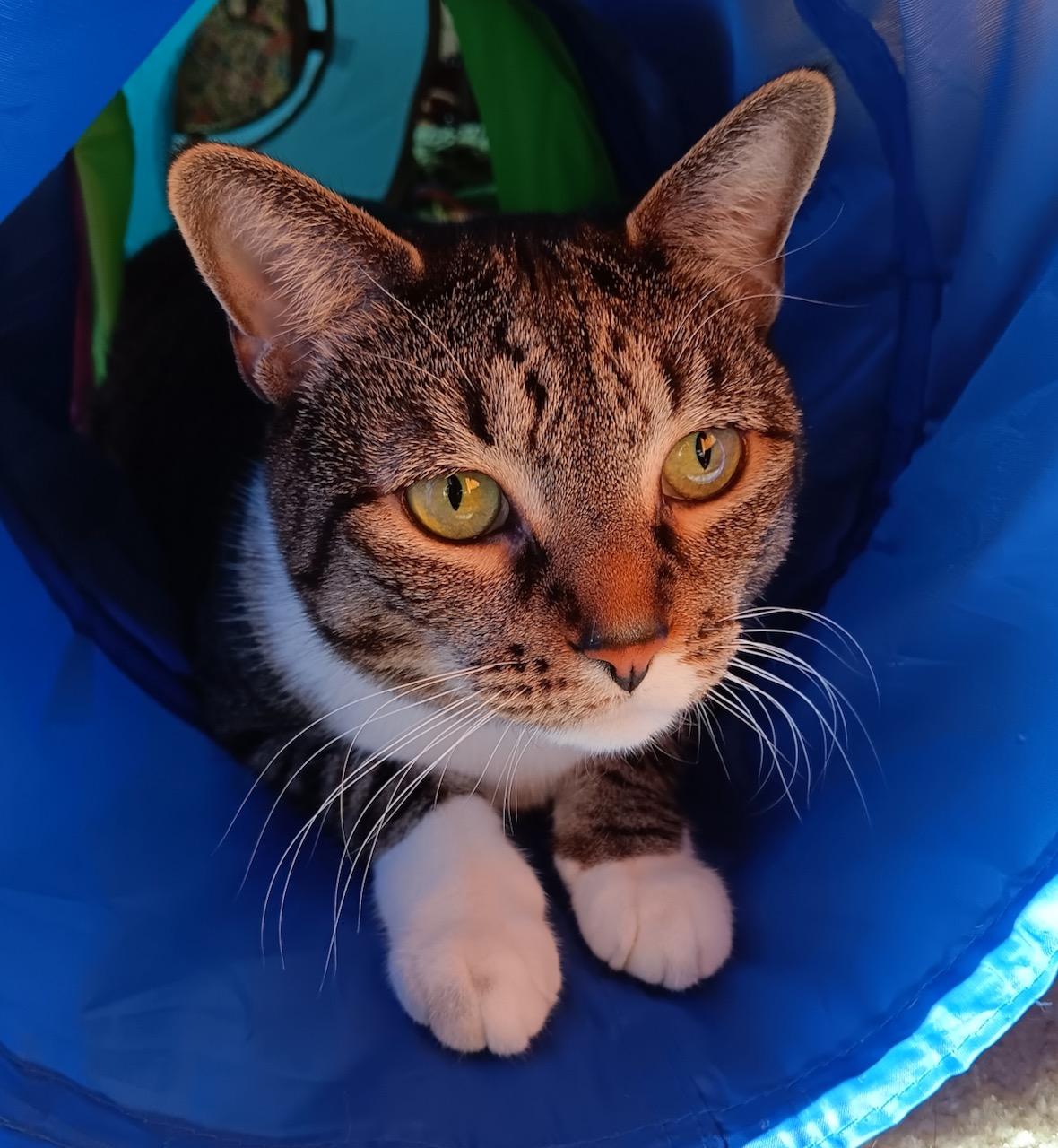 Pending! Harper, Adoptable, Young Female Domestic Short Hair.