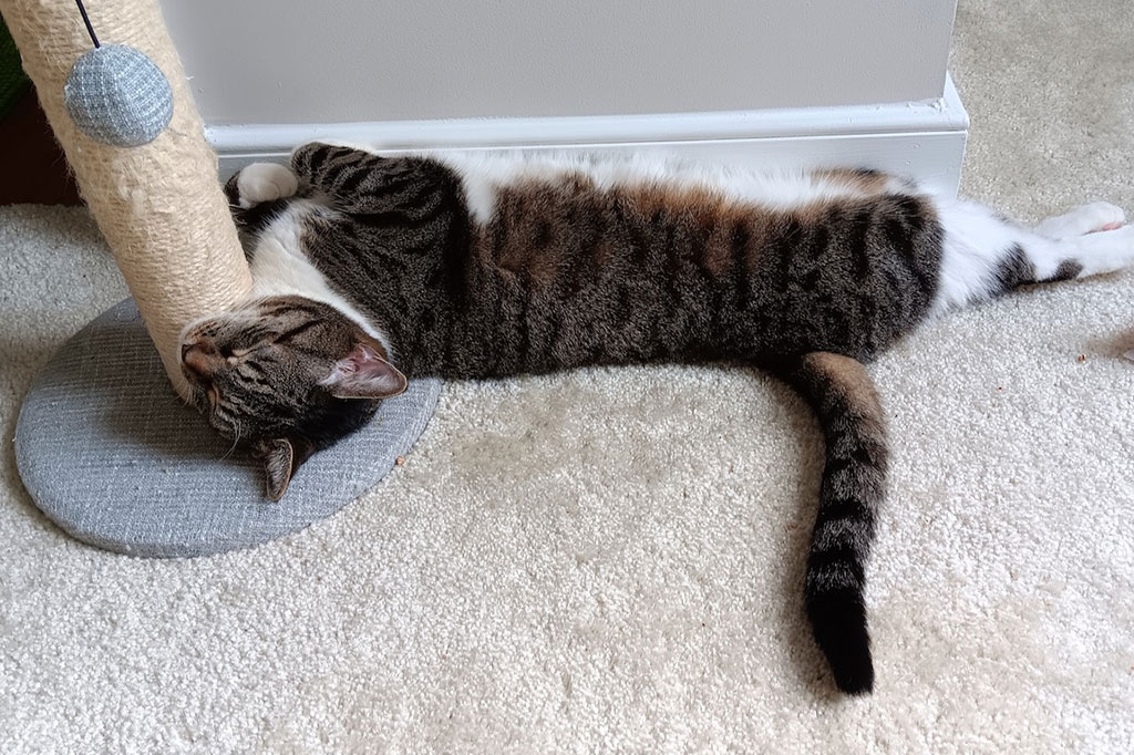 Pending! Harper, a Adoptable Domestic Short Hair in Bowie, MD image 5/6