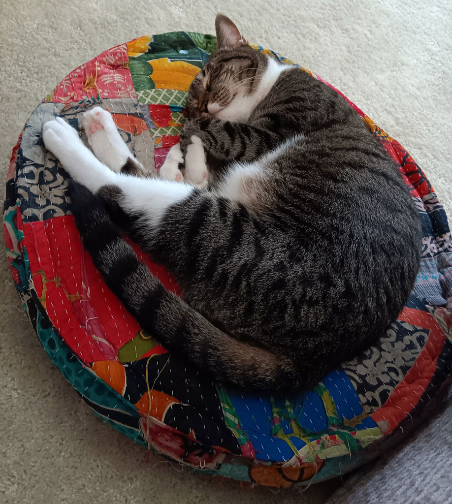 Pending! Harper, a Adoptable Domestic Short Hair in Bowie, MD image 6/6