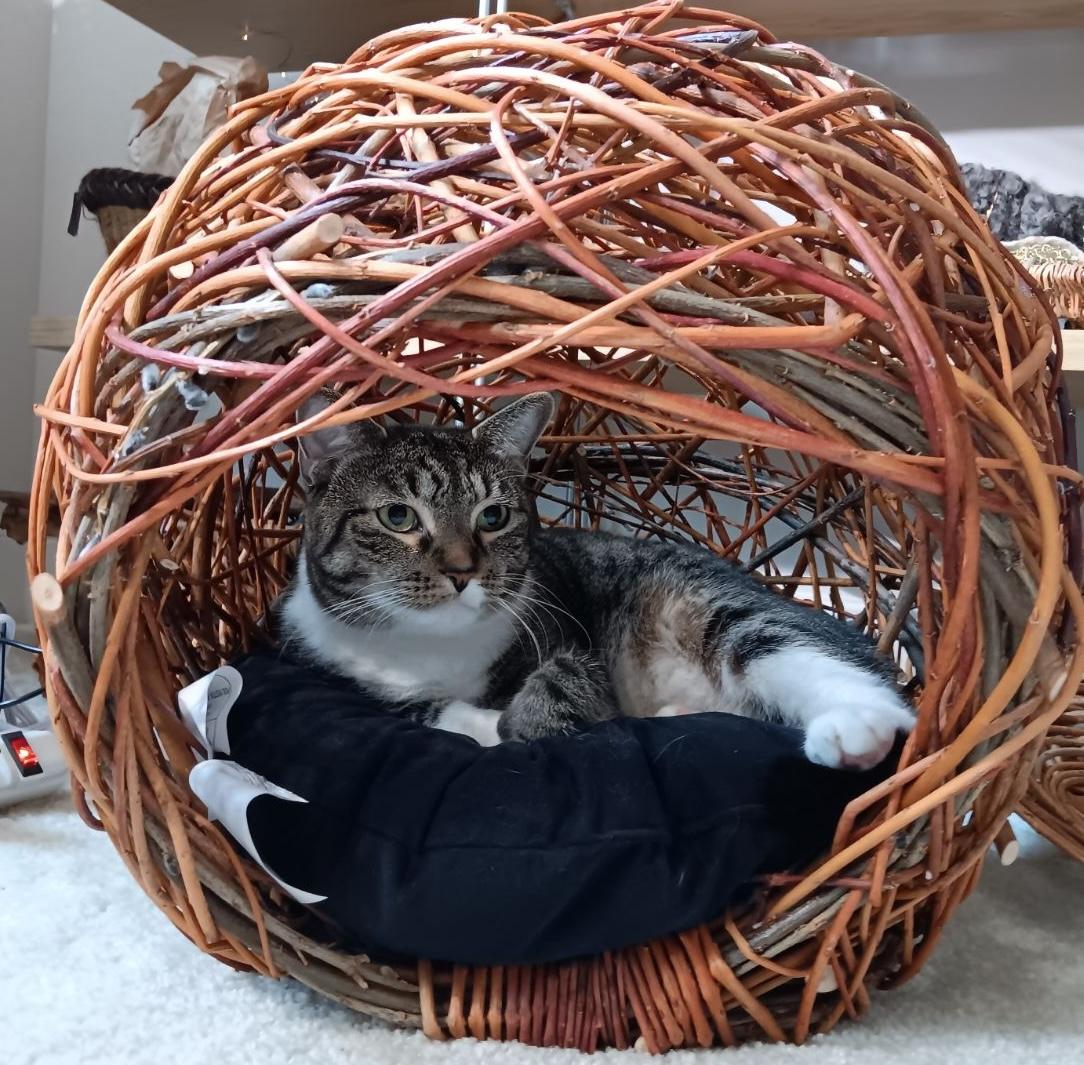 Pending! Harper, a Adoptable Domestic Short Hair in Bowie, MD image 2/6