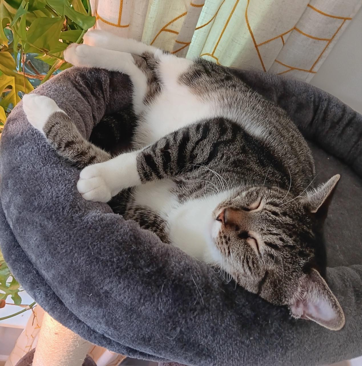 Pending! Harper, a Adoptable Domestic Short Hair in Bowie, MD image 3/6