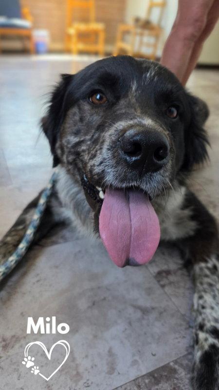 Milo, a Adopted mixed breed in Monte Vista, CO image 1/3