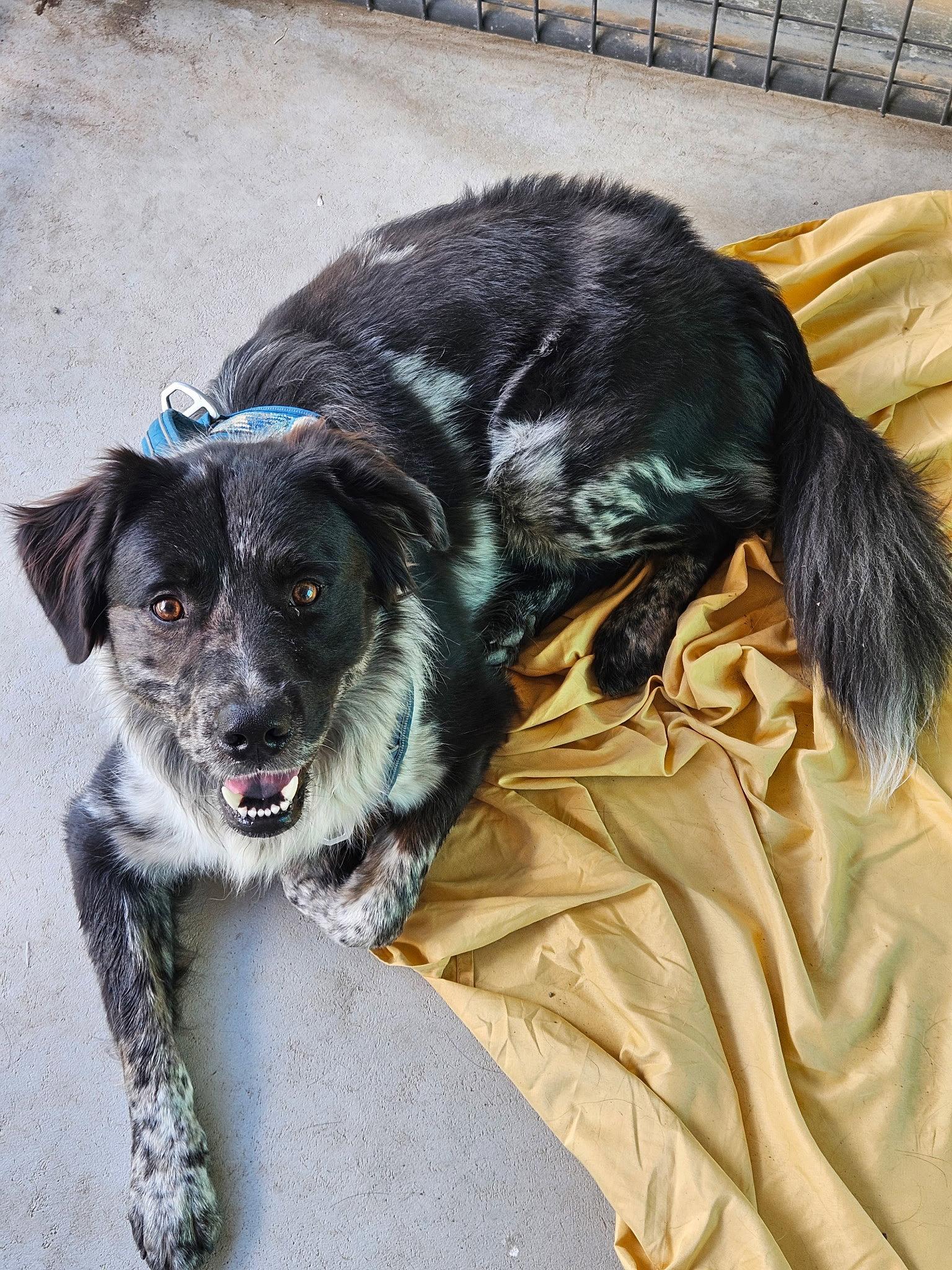 Milo, a Adopted mixed breed in Monte Vista, CO image 2/3