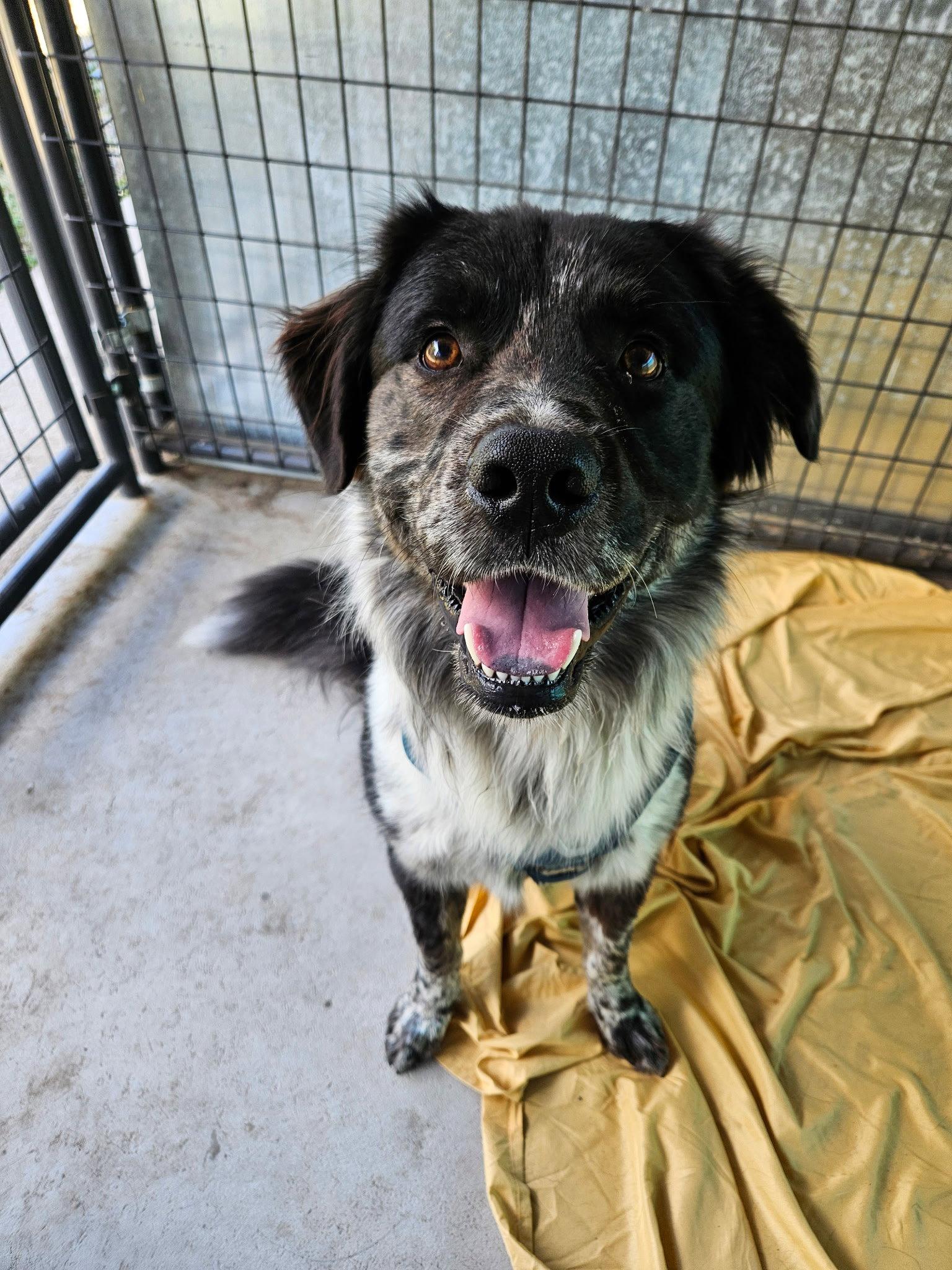 Milo, a Adopted mixed breed in Monte Vista, CO image 3/3