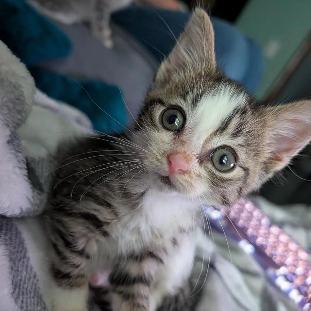 Enlarge Timothy, a Adopted Domestic Short Hair in Davison, MI image 4/4