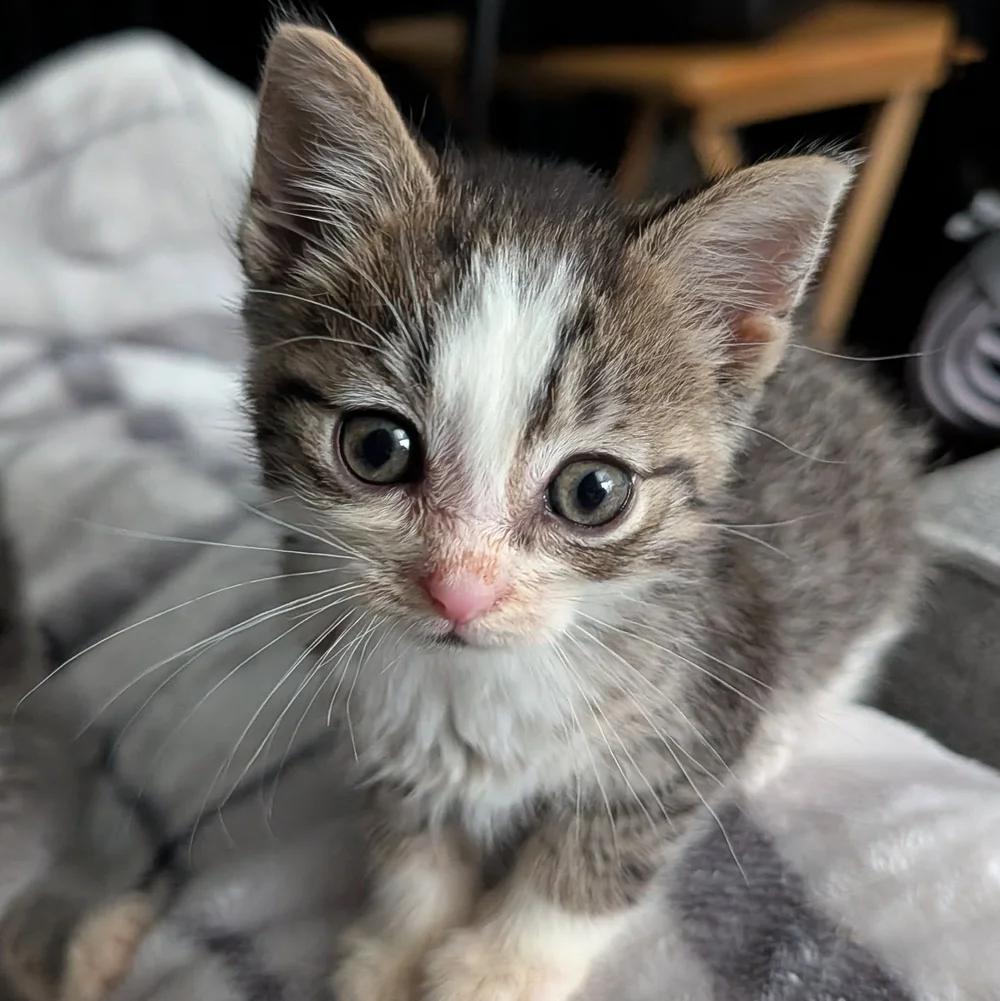 Enlarge Timothy, a Adopted Domestic Short Hair in Davison, MI image 2/4