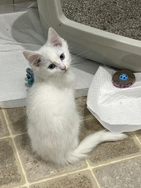 Enlarge Marie, a Adopted mixed breed in Findlay, OH image 1/2