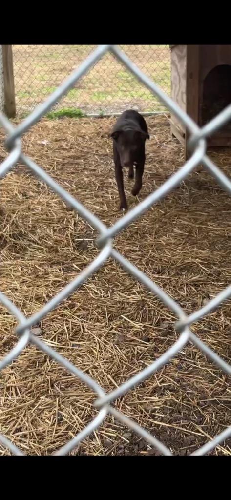 Ellowyn, Adoptable, Young Female Mixed Breed.