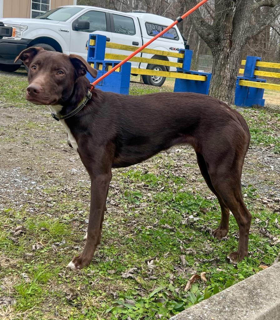 Ellowyn, a Adoptable mixed breed in Murray, KY image 2/2