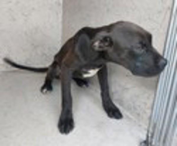Enlarge Jill, a Adoptable mixed breed in Lafayette, LA image 1/2