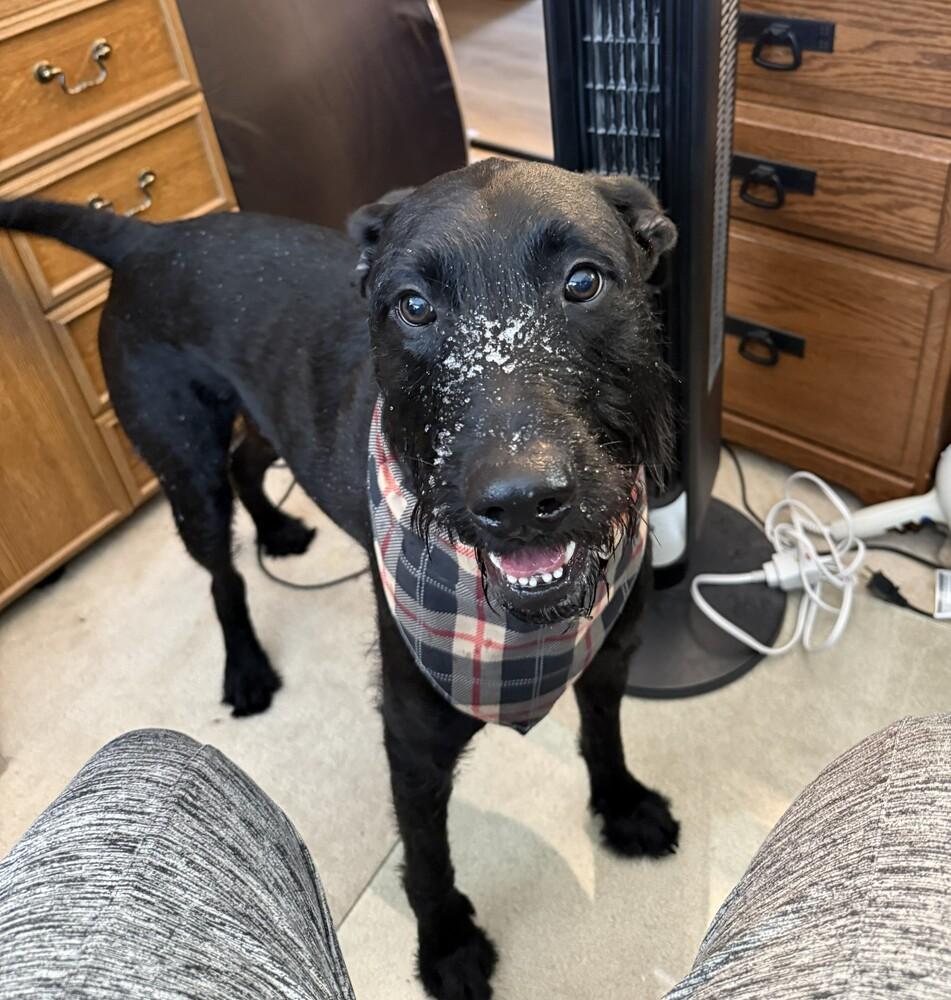 Enlarge Benson, a Adoptable mixed breed in Xenia, OH image 1/6