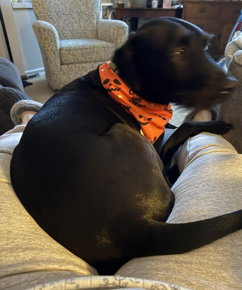 Enlarge Benson, a Adoptable mixed breed in Xenia, OH image 2/6