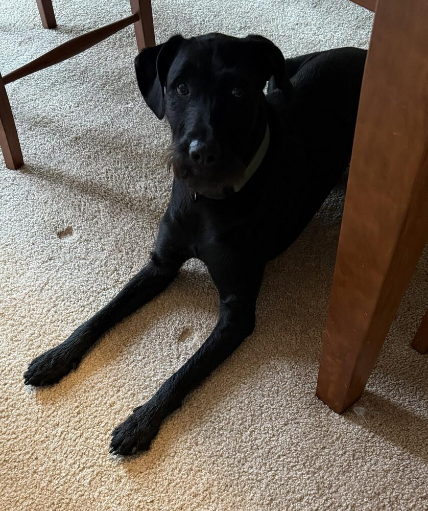 Enlarge Benson, a Adoptable mixed breed in Xenia, OH image 3/6