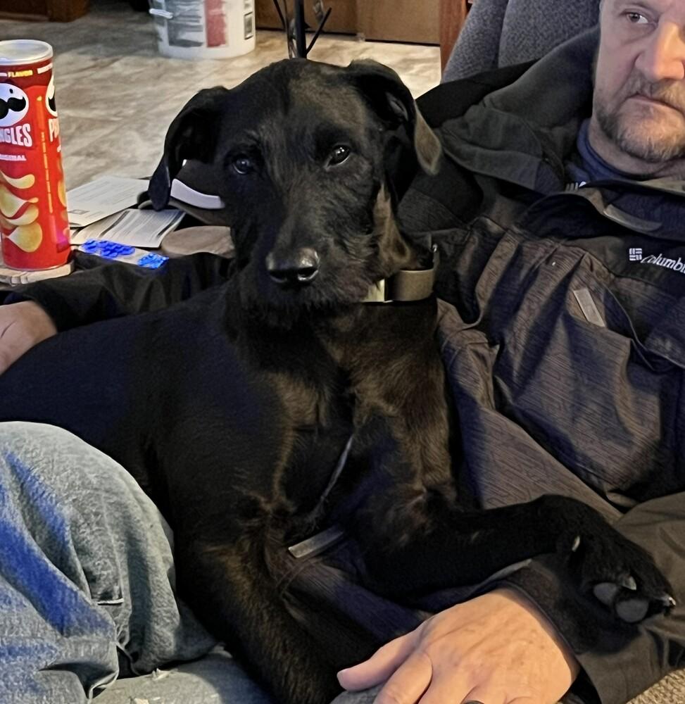 Enlarge Benson, a Adoptable mixed breed in Xenia, OH image 4/6