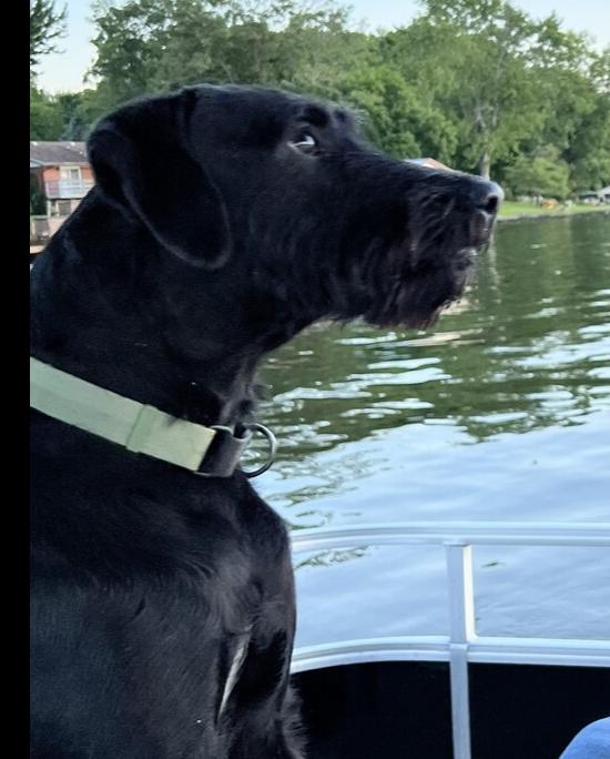 Enlarge Benson, a Adoptable mixed breed in Xenia, OH image 5/6