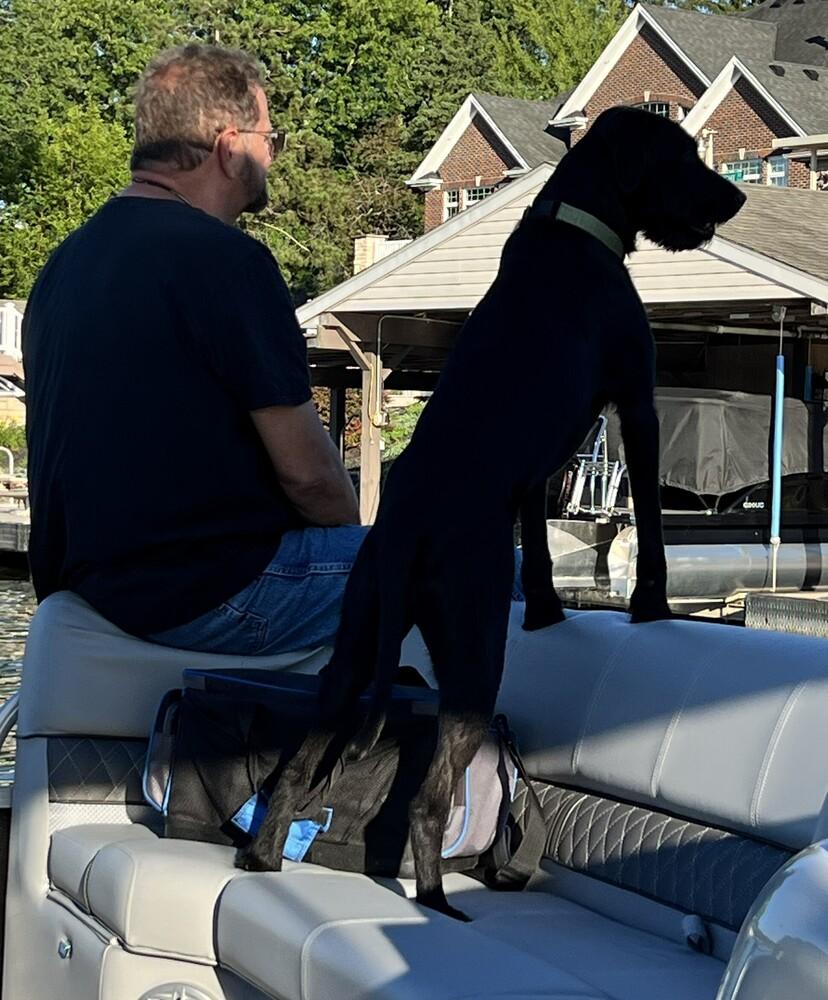 Enlarge Benson, a Adoptable mixed breed in Xenia, OH image 6/6