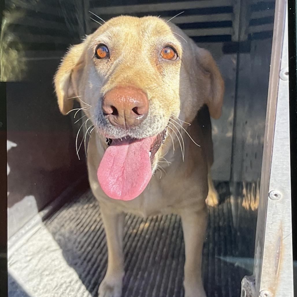 Ruby, Adoptable, Adult Female Yellow Labrador Retriever & Mixed Breed.