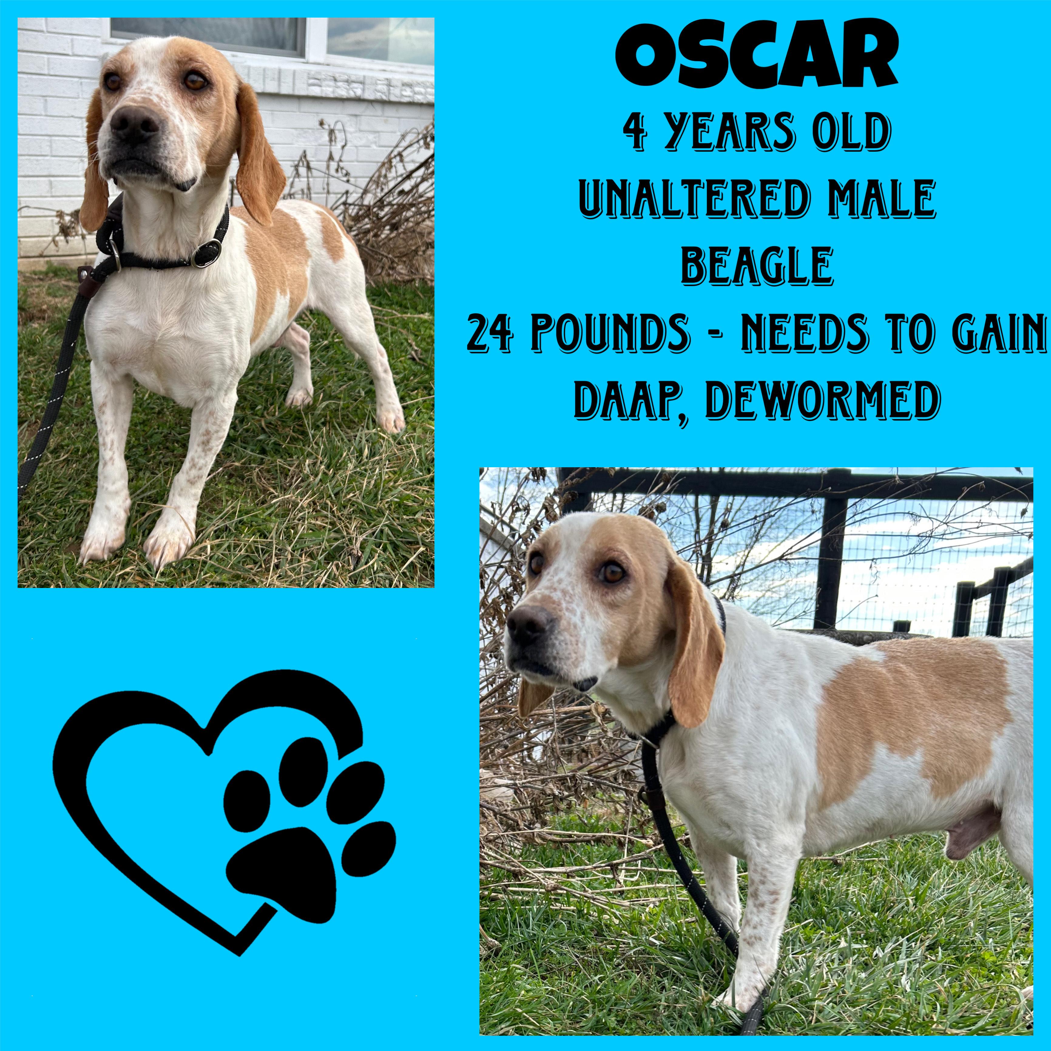 Oscar, ADOPTABLE, Adult Male Beagle.