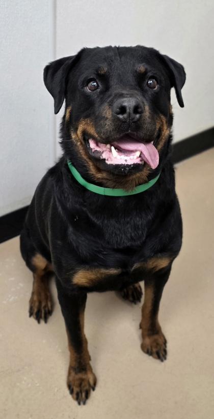 Enlarge Otto, a Adoptable mixed breed in Phoenix, AZ image 1/2