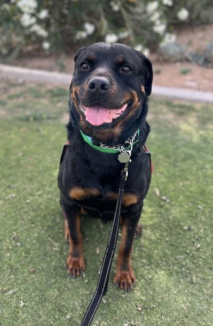 Enlarge Otto, a Adoptable mixed breed in Phoenix, AZ image 2/3