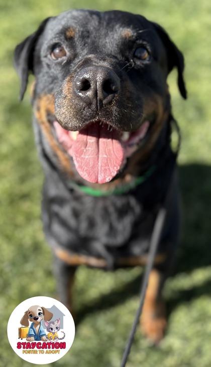 Enlarge Otto, a Adoptable mixed breed in Phoenix, AZ image 3/3