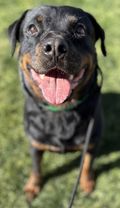 Enlarge Otto, a Adoptable mixed breed in Phoenix, AZ image 2/2