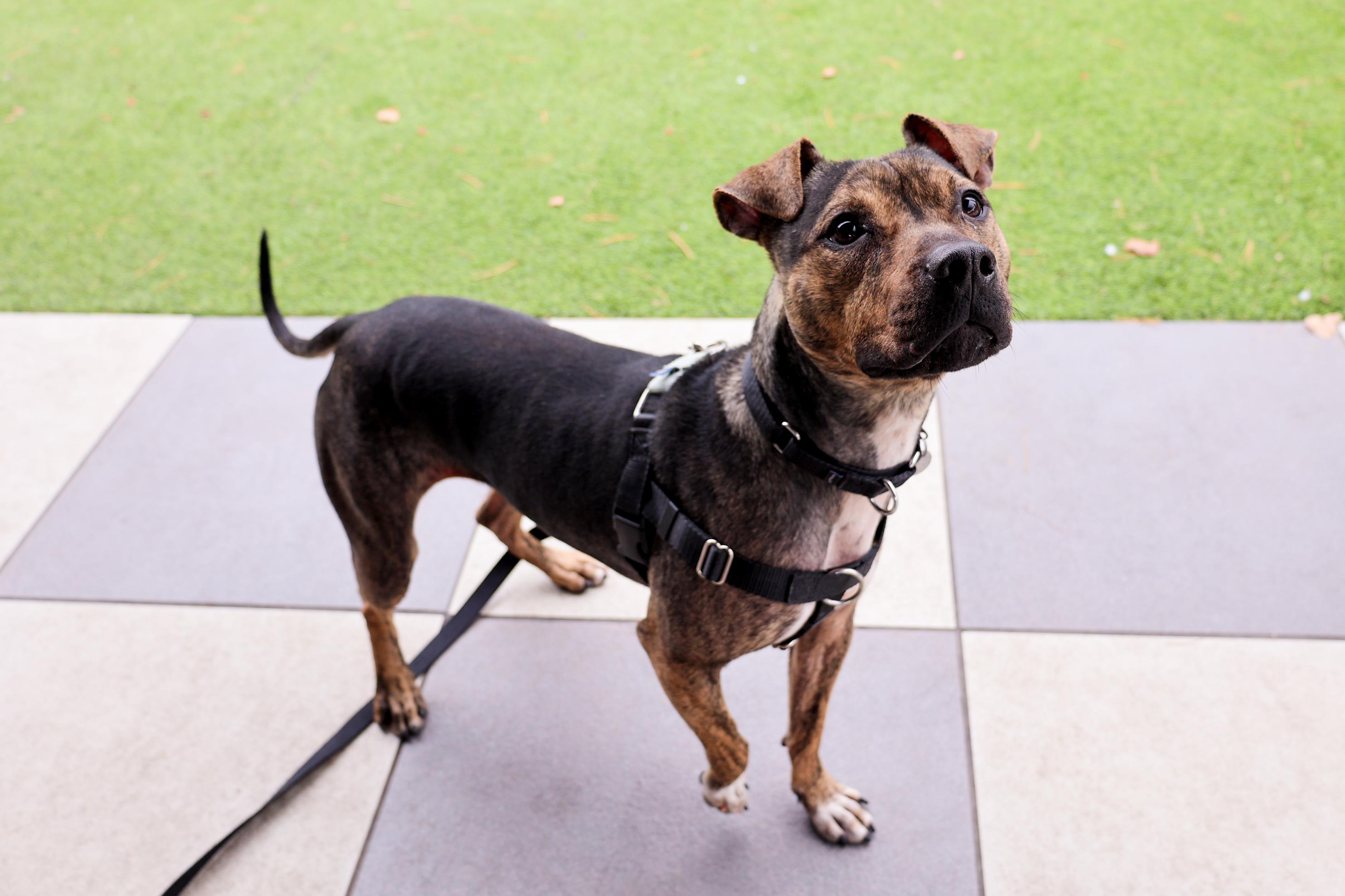 Enlarge Zuni, a ADOPTABLE mixed breed in Chicago, IL image 3/5