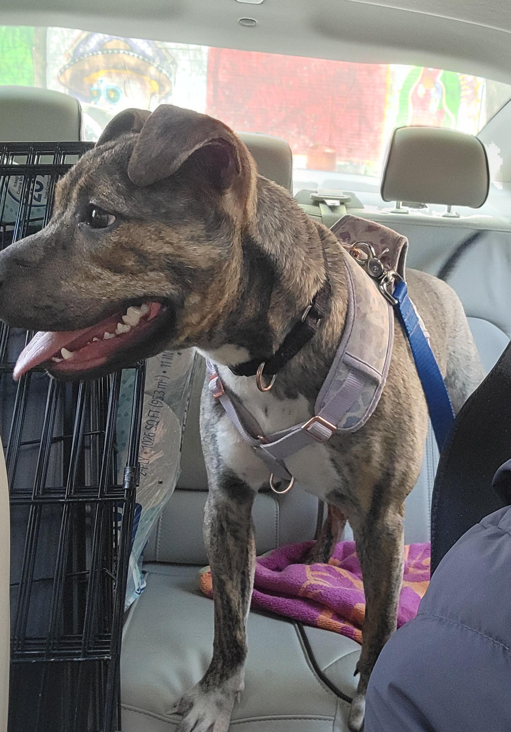 Enlarge Zuni, a ADOPTABLE mixed breed in Chicago, IL image 4/5