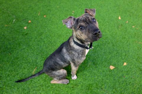 Enlarge Zuni, a ADOPTABLE mixed breed in Chicago, IL image 1/5