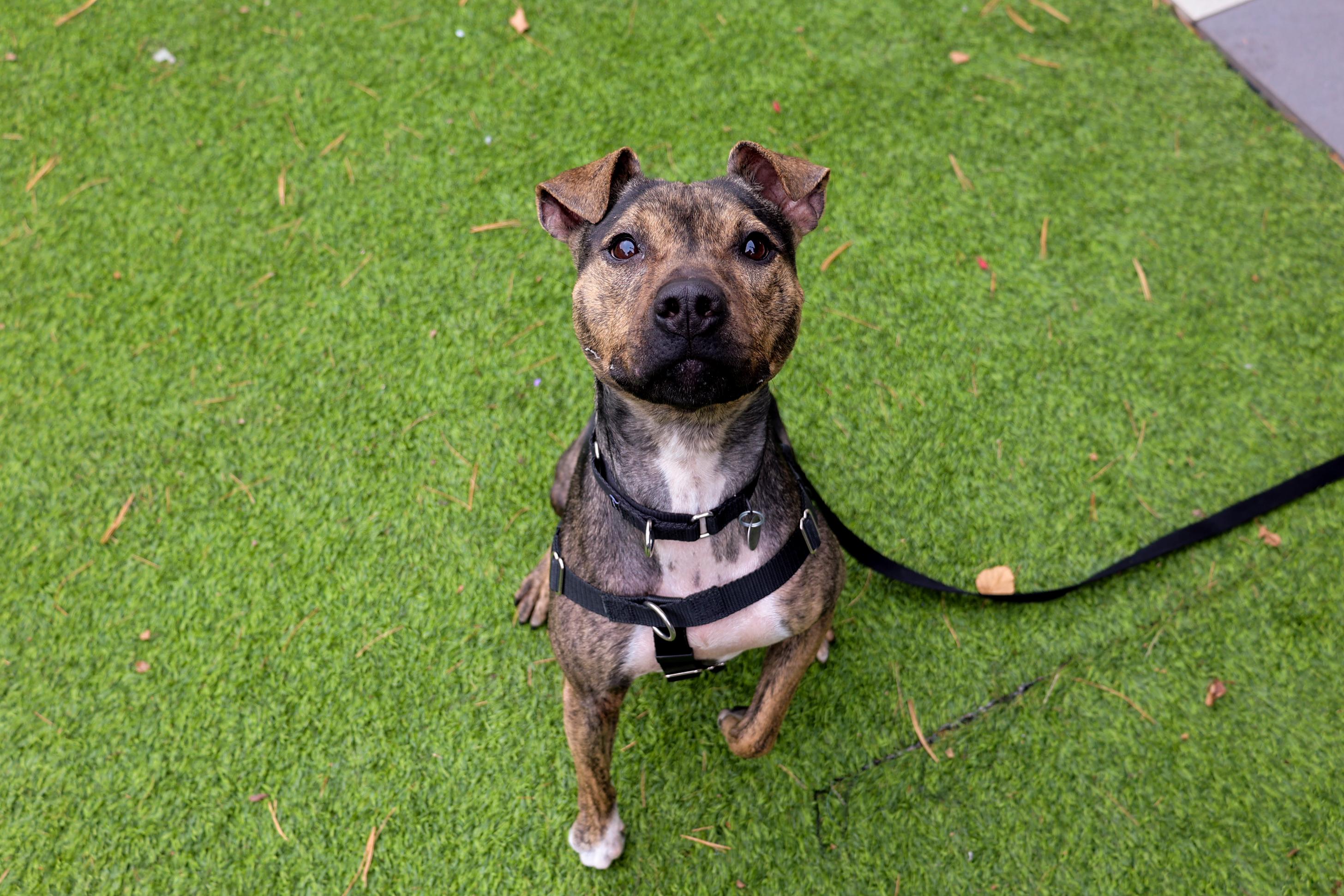 Enlarge Zuni, a ADOPTABLE mixed breed in Chicago, IL image 5/5