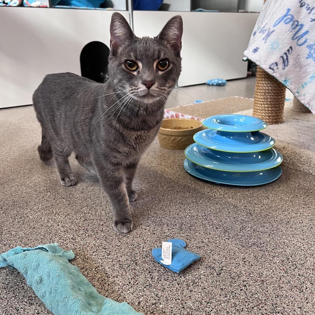 Enlarge Poppy, a Adoptable Domestic Short Hair in Sarasota, FL image 1/2