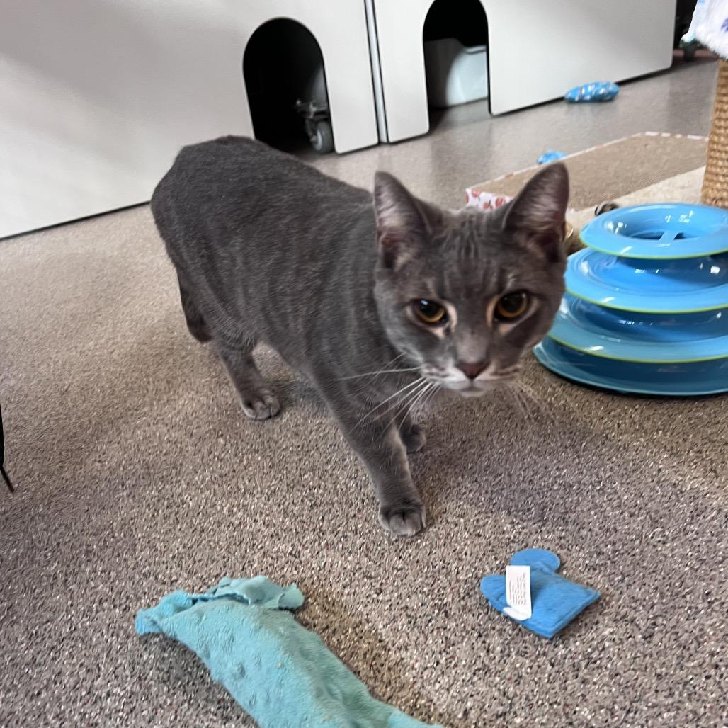 Enlarge Poppy, a Adoptable Domestic Short Hair in Sarasota, FL image 2/2