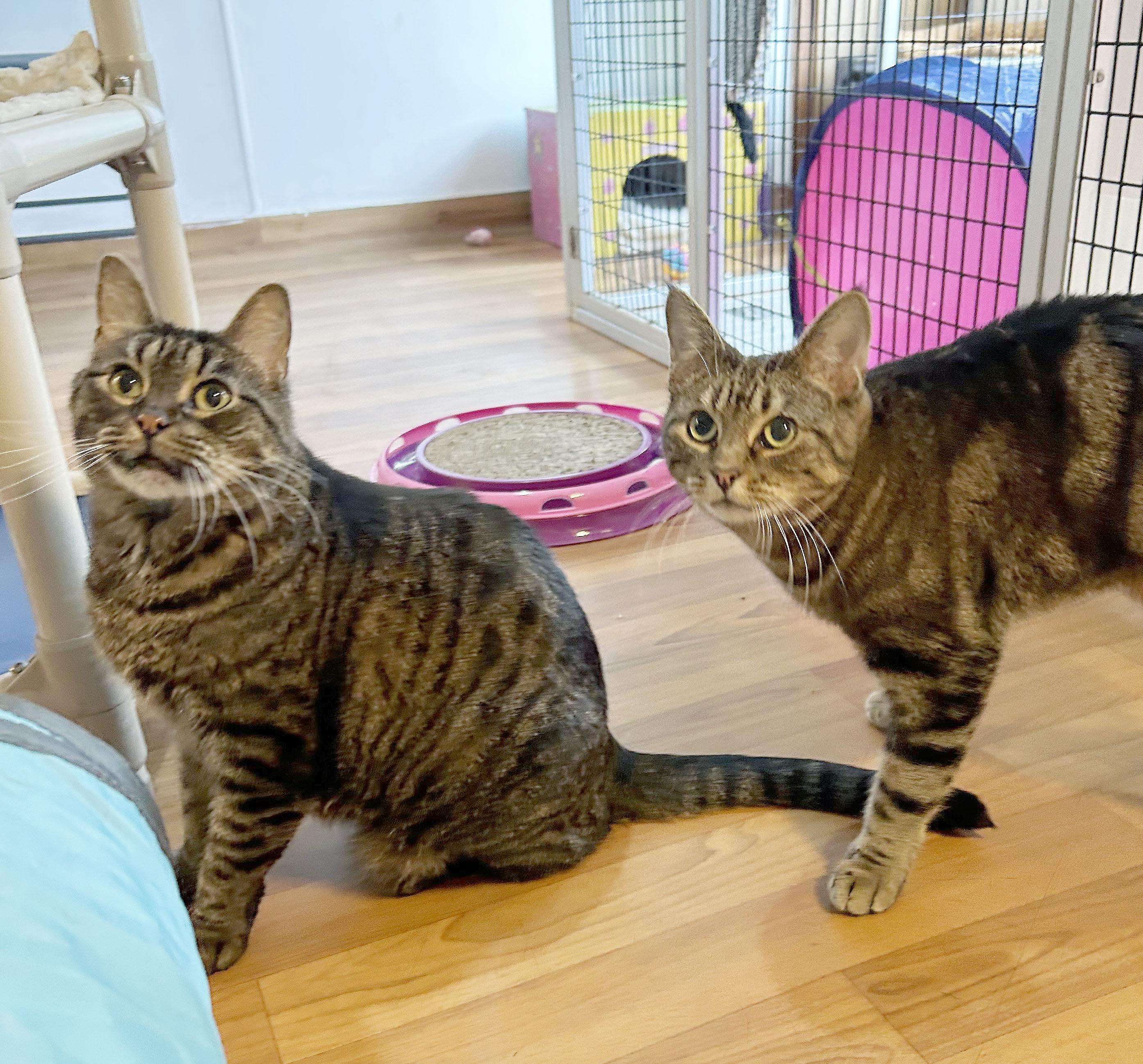 Little Sir & Tifa