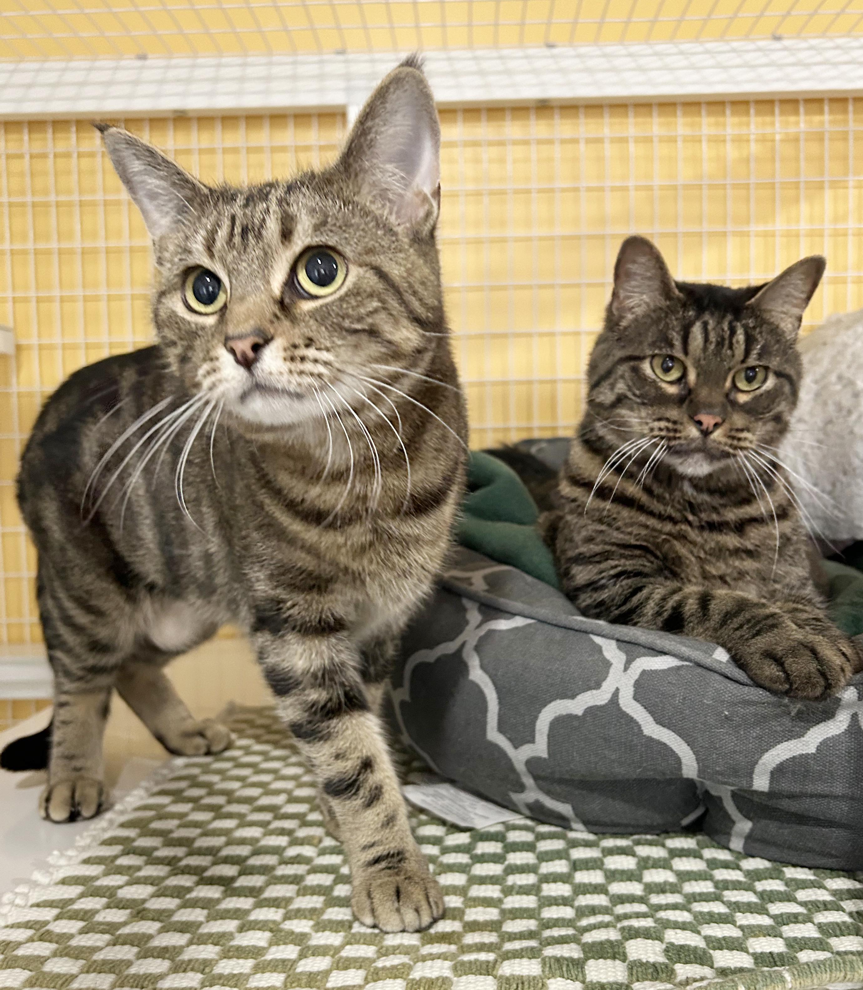 Little Sir & Tifa