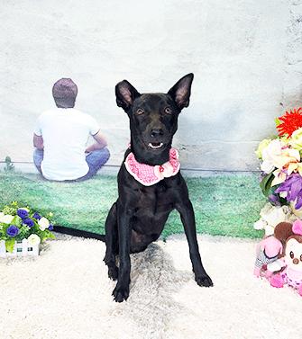 Enlarge WHOOPI, a Adoptable Labrador Retriever in Castro Valley, CA image 1/3