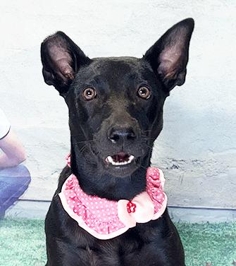 Enlarge WHOOPI, a Adoptable Labrador Retriever in Castro Valley, CA image 2/3