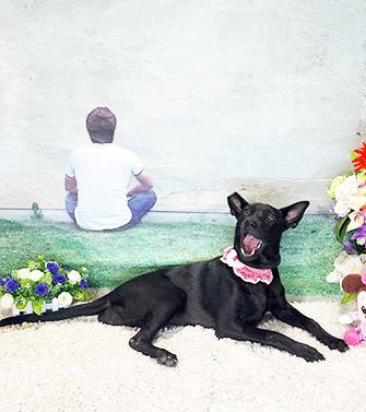 Enlarge WHOOPI, a Adoptable Labrador Retriever in Castro Valley, CA image 3/3
