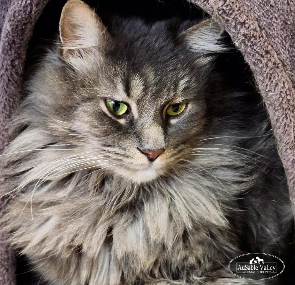 Enlarge  Gray V , an adopted Domestic Long Hair in Grayling, MI image 1/6