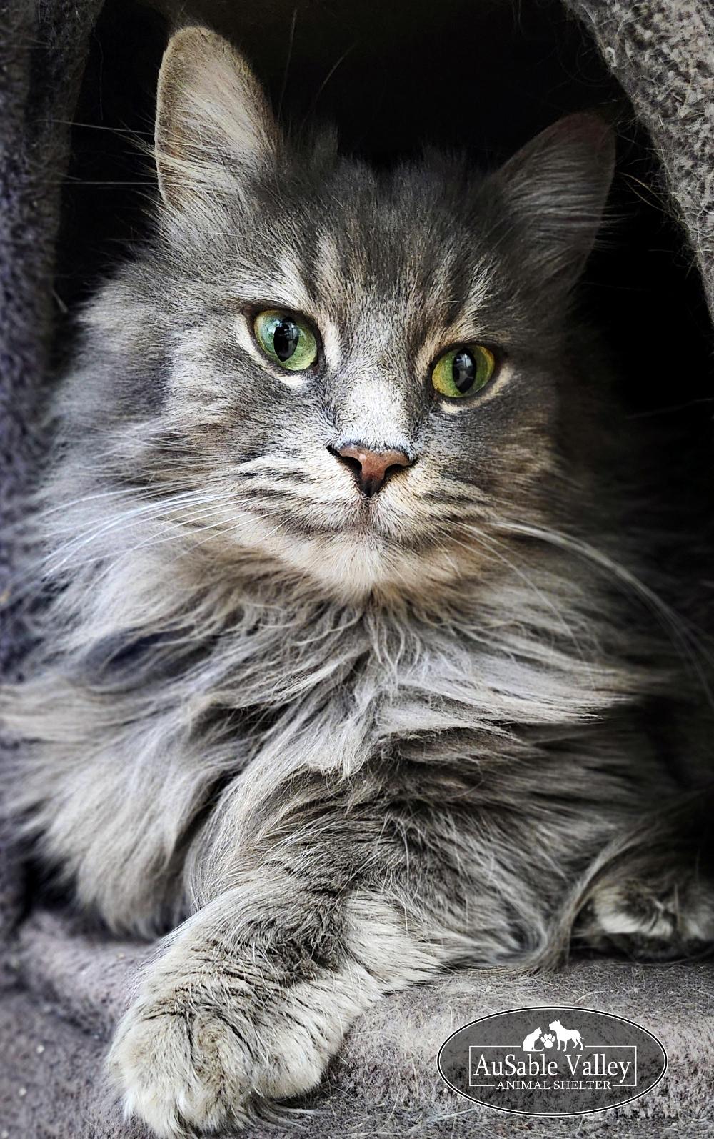 Enlarge  Gray V , an adopted Domestic Long Hair in Grayling, MI image 4/6