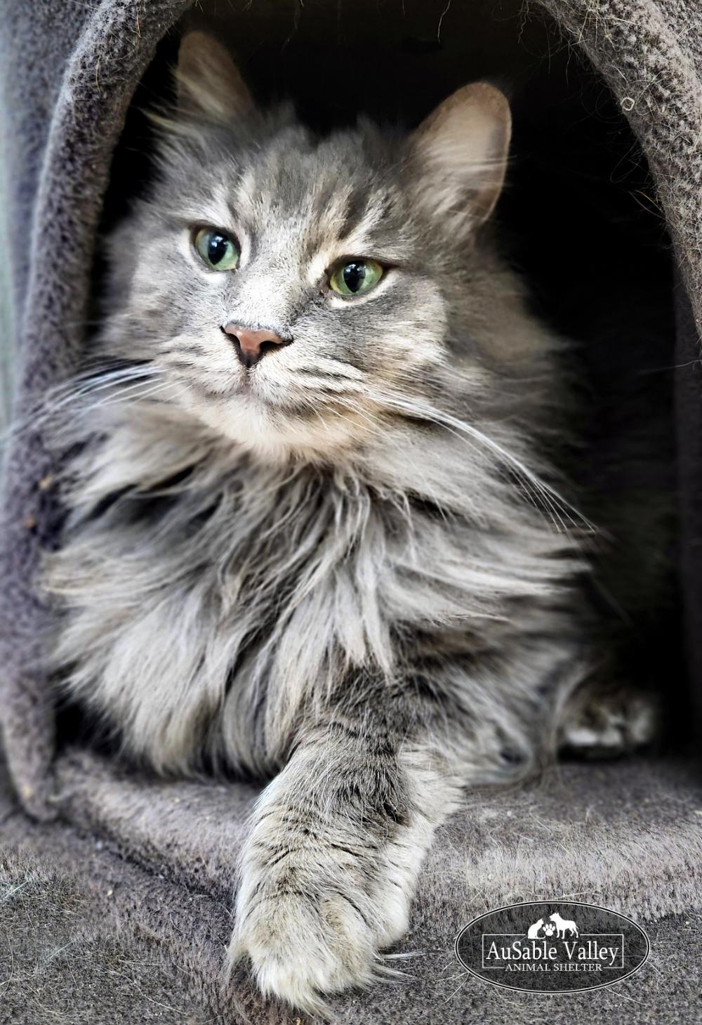 Enlarge  Gray V , an adopted Domestic Long Hair in Grayling, MI image 3/6