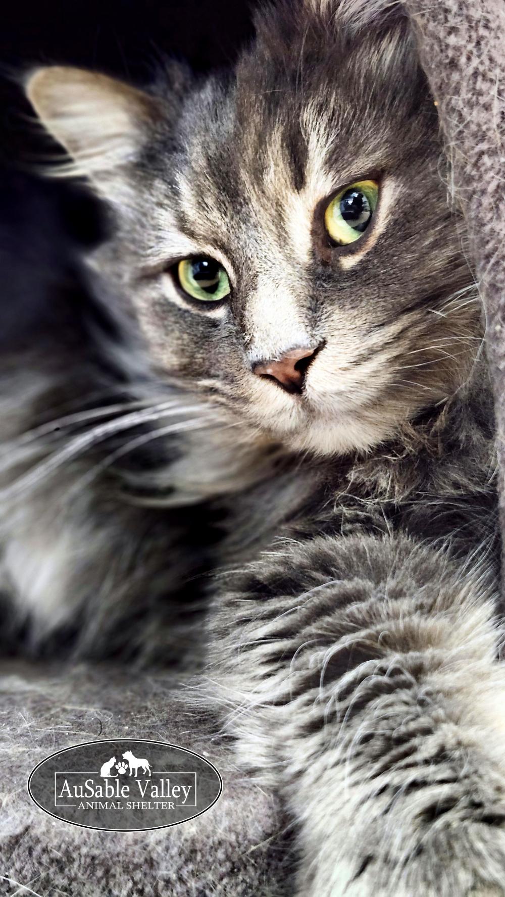 Enlarge  Gray V , an adopted Domestic Long Hair in Grayling, MI image 6/6